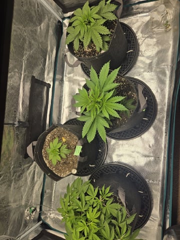 4 strains in 1 tent — vegetative, day 15