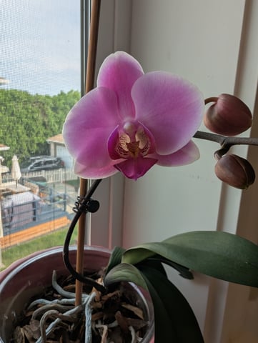 See what grows — vegetative, day 115