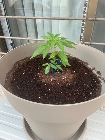 My First Grow Ever