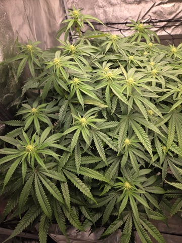 Lhotse 1 and 2 — flower, day 17