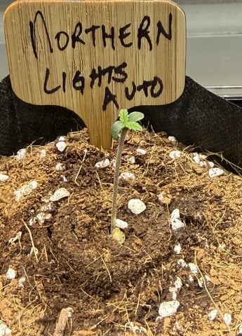  4 X 2  — seedling_rooting, day 2