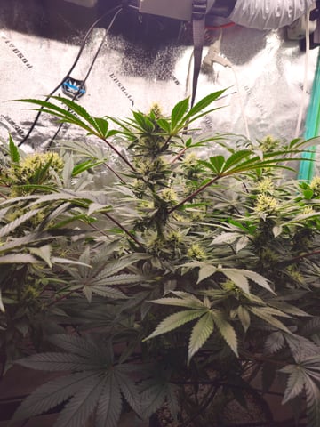 first grow — flower, day 92