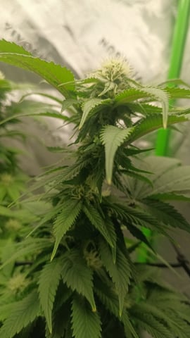 Critical Purple Kush