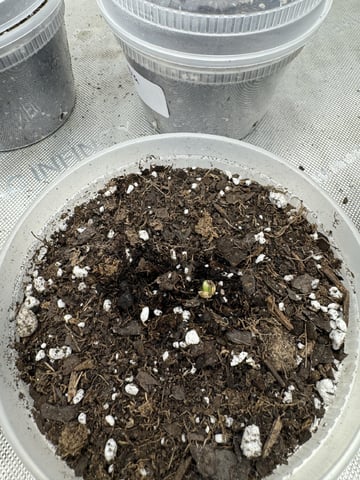 PBB and SN — seedling_rooting, day 9