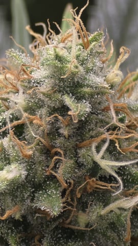 lilac diesel Rbx2 — flower, day 109
