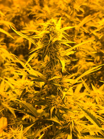 2nd Autoflower Indoor Grow — flower, day 59