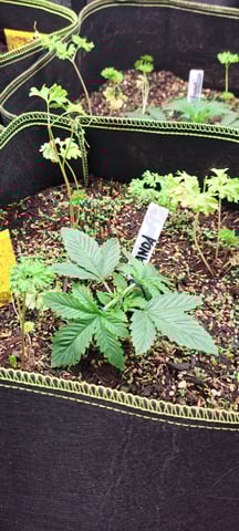 First Grow with the new setup  — vegetative, day 20