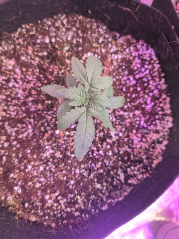 2025-26 — seedling_rooting, day 6