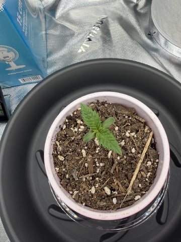Special Queen 1 — seedling_rooting, day 2