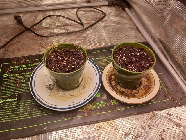 4th grow  — seedling_rooting, day 172