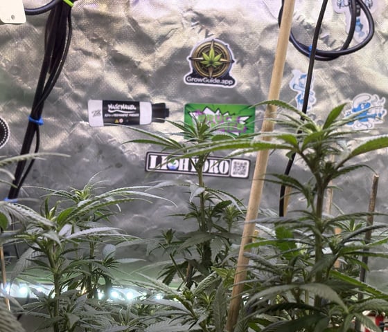 Airborne G13  — flower, day 59