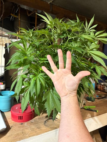 second grow — flower, day 31