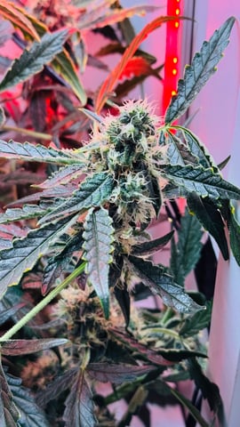 Purple Haze — flower, day 2