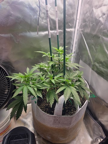 Looking for advice! — vegetative, day 39