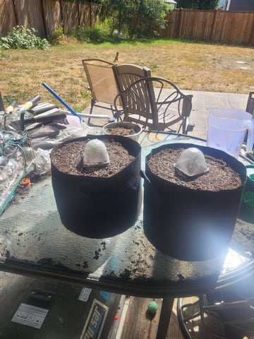 Clones And Hermie Seeds — vegetative, day 12