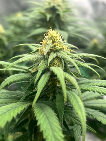 Blue Dream Photos — flower, day 79