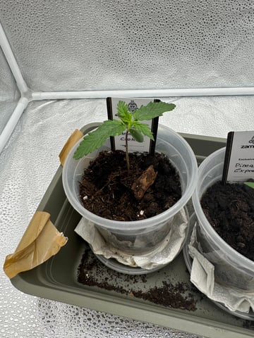 Pineapple Express F1 — vegetative, day 5