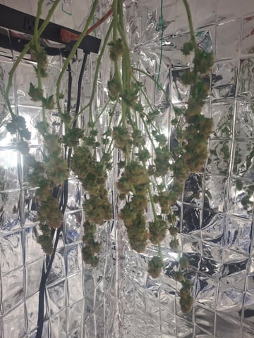 Lets start from the beginning — harvest, day 162