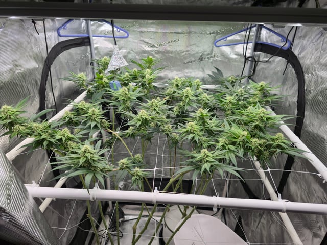 Grow 3 — flower, day 32