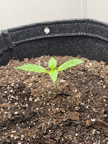 Gorilla Z auto — seedling_rooting, day 24