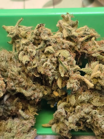 First Autoflower Indoor — harvest, day 45