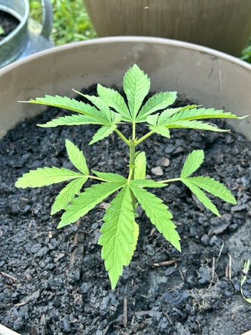 2026 Outdoor — vegetative, day 14
