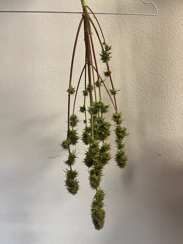 test 1 vanilla gelato — harvest, day 64