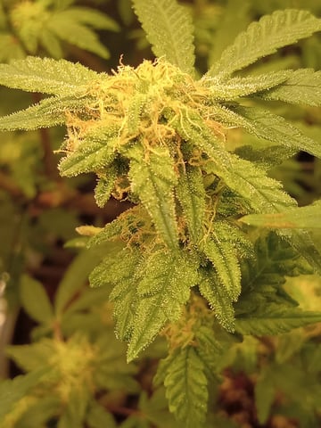 Blueberry critical kush x purple peyote wifi  and one L.a kush cake . — vegetative, day 23