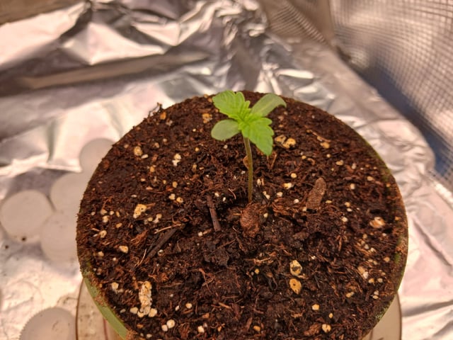 Gorilla Sherbert Feminized From Blimburn Seeds  — seedling_rooting, day 7