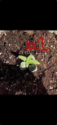Forbidden Fruit — vegetative, day 1
