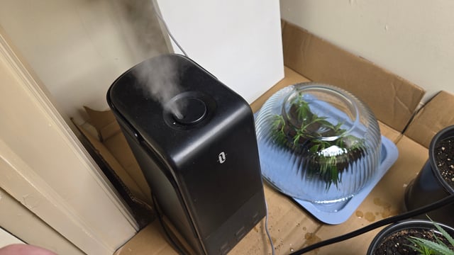 2nd Generation Clones — seedling_rooting, day 1