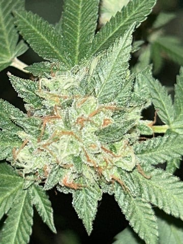 1st baby  — flower, day 66