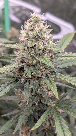 Strawberry Cheesecake Seedsman Seeds Autoflowers x2 — flower, day 83