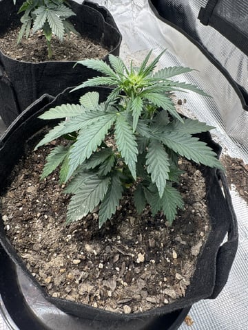 SSH and BD — flower, day 32