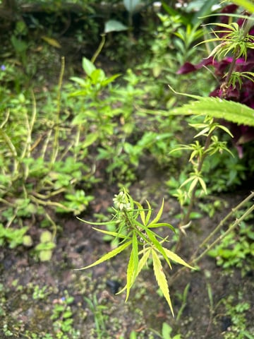 Flora — grow_setup, day 1