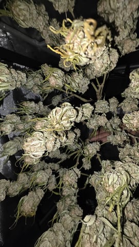 lilac diesel Rbx2