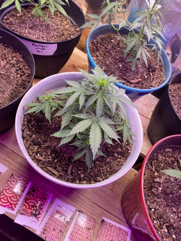 Rainbow Mints — vegetative, day 4