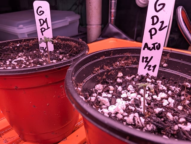 first grow - autoflower — germination, day 15