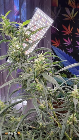 Slightly Stoopid Fruits  — flower, day 49