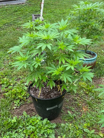 2026 Outdoor — vegetative, day 68