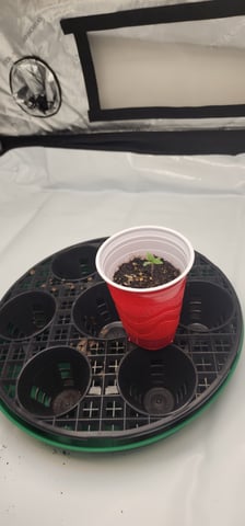 1st grow Dr. Nefario — seedling_rooting, day 9
