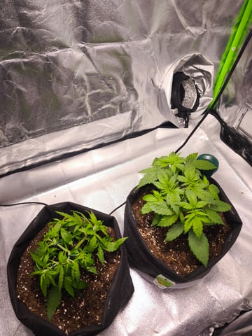 New grow — vegetative, day 22