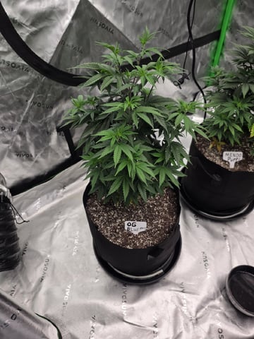 Summer 2026 Grow — vegetative, day 6