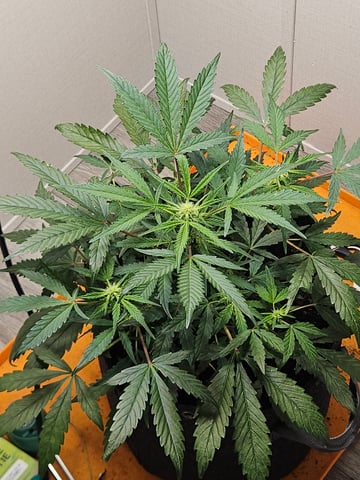 Mango Runtz — vegetative, day 50