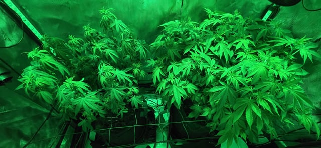 Ace Killer OG — flower, day 39