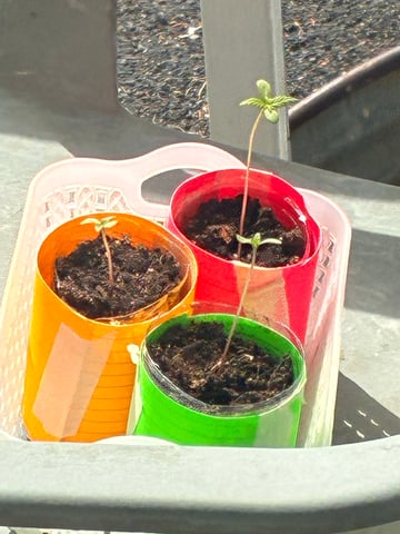 My First Grow — germination, day 12