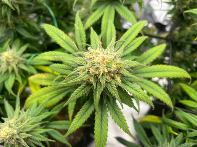 Blue Dream Photos — flower, day 95