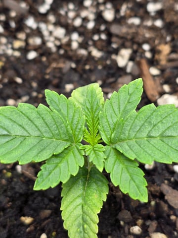 Northern lights #10 (Alaska) — vegetative, day 8