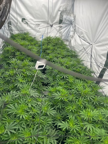 zunami s1 grounded genetics  — vegetative, day 37