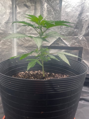 Blueberry — vegetative, day 34